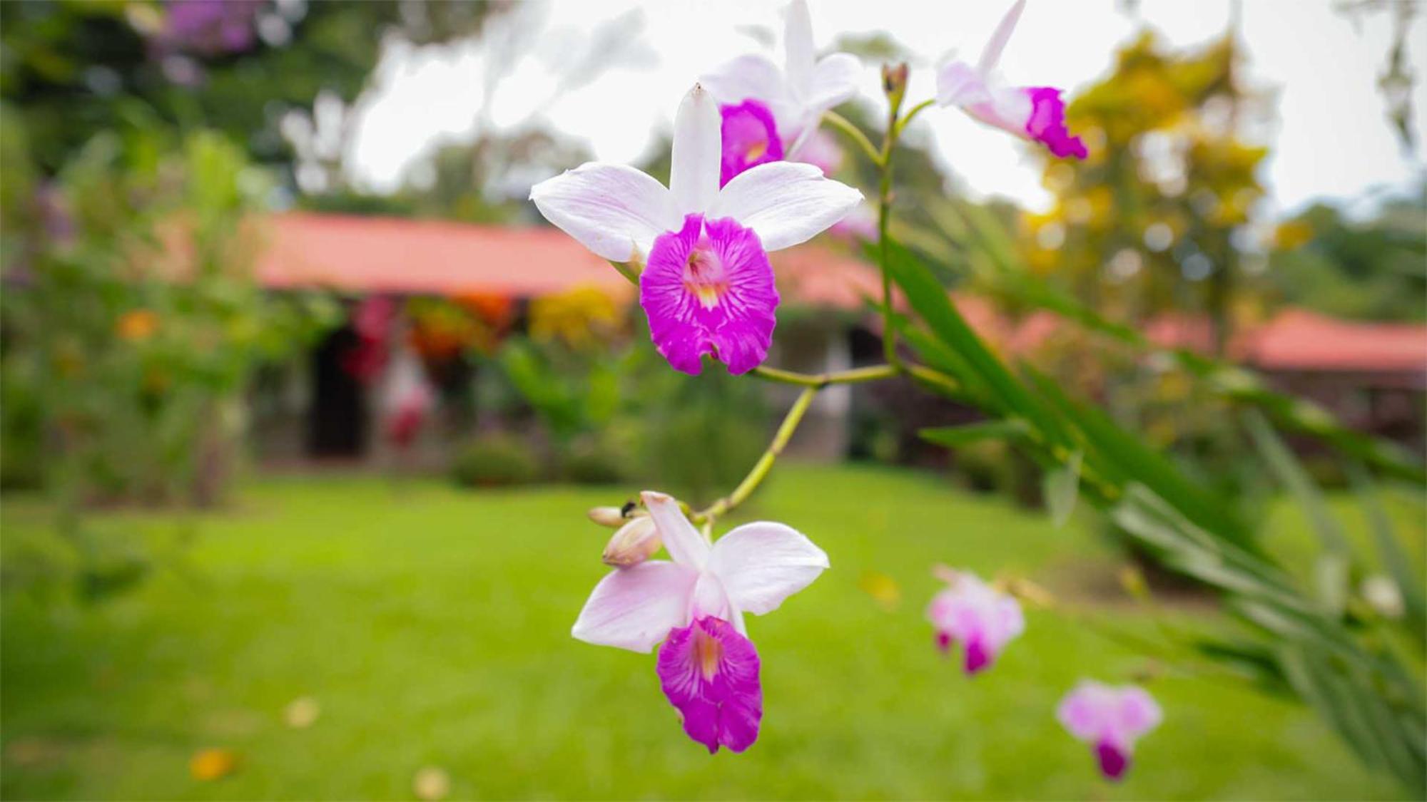 Volcano Lodge, Hotel & Thermal Experience La Fortuna Kültér fotó